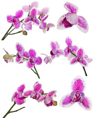 Fototapeta na wymiar set of three petals orchid flower with pink spots