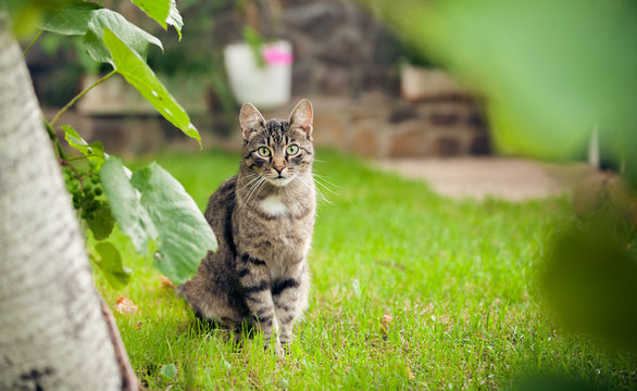 Gray Domestic Cat Walking On Green Grass