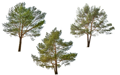 three green pine isolated on white