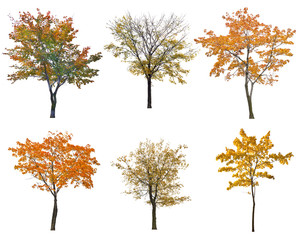 set of six autumn trees isoalted on white