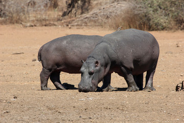 two hippos