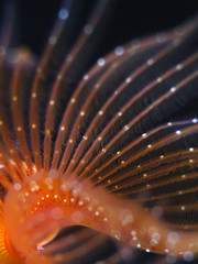 Tube worm, Kalkröhrenwurm (Protula sp.)