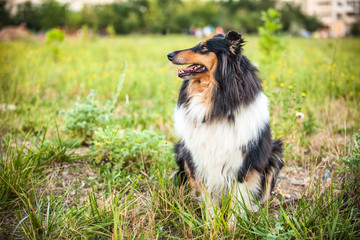 Collie dog
