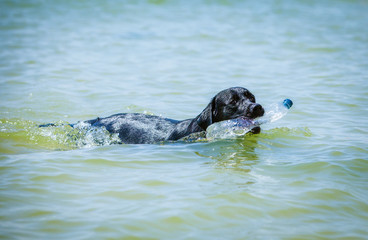 Black Labrador fetching plastic bottle from the sea