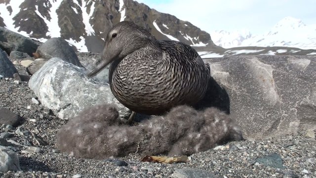 Arctic wildlife. Eider duck on the nest.