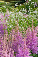 Obraz premium flower