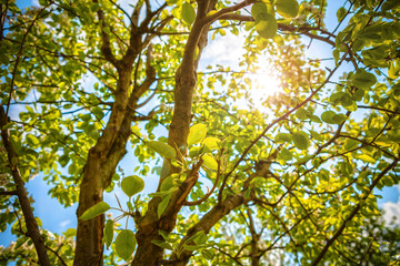 sun through trees in a garden