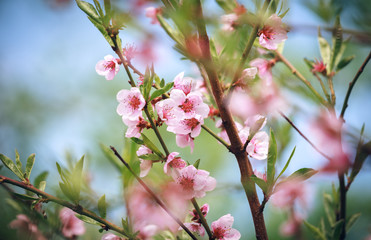 dismissed pink flowers of a blossoming peach