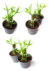 ribbon plant in pot on white background