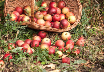 Basket with apples in a garden