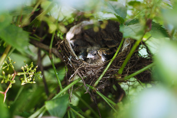 Little Bird Nestlings