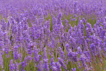 Naklejka premium lavender
