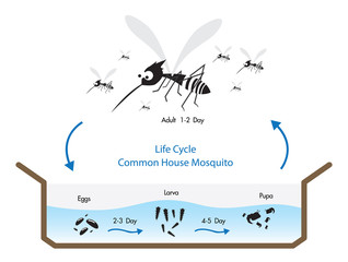 Life Cycle Common House Mosquito Vecto