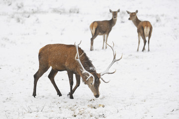 Hirsch im Schnee