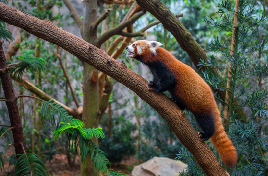 Fototapeta red panda or red raccoon climbing tree