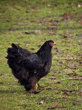 Poultry - Black Cochin Hen