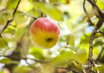 Apple on branch
