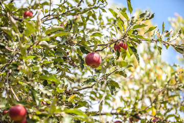 Apples on branch