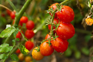 cherry tomatoes