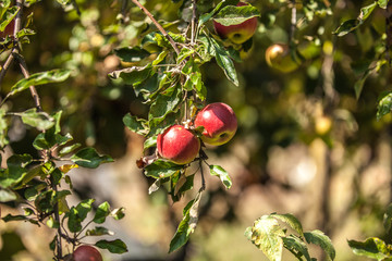 Apples on branch