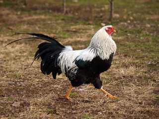 Poultry - Silver Twentse or Kraienköppe rooster © andreamangoni