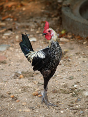Poultry - birch Modern English Game bantam rooster