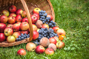 Basket with fruit on a green grass