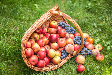 Basket with fruit on a green grass