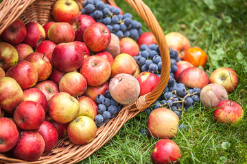 Basket with fruit on a green grass