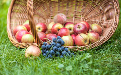 Basket with fruit on a green grass