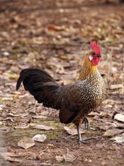 Poultry - wonderful rooster in autumn