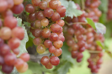 ブドウ畑　甲斐乙女