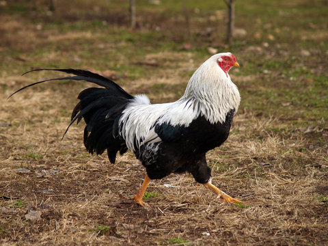 Poultry - Silver Twentse or Kraienköppe rooster