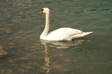 White Swan swim in sea in Abrau Durso