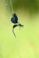 Damselfly in a spider's web