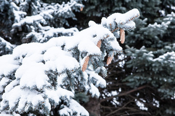 Branches of a blue spruce under snow