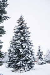 conifer tree in winter