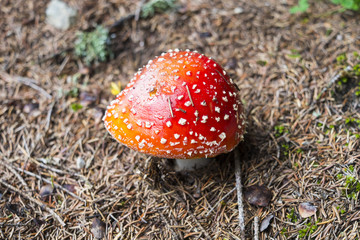 Amanita muscaria mushroom