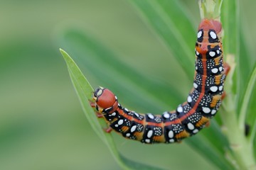 Hyles euphorbiae, caterpillar