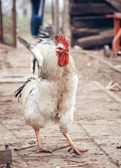 Rooster on traditional free range poultry farm