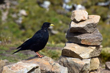 Bergkrähe neben Steinmännchen