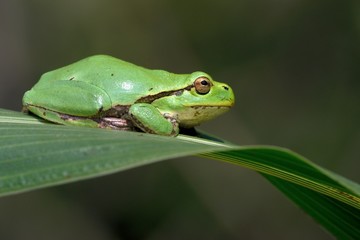 Raganella comune