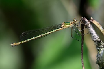 Lestes sponsa, female