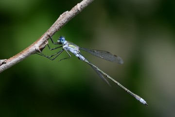 Lestes sponsa, male
