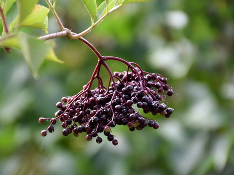 Holunderbeeren