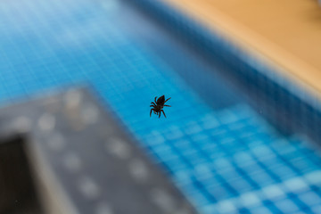 spider and swimming pool