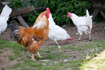 poultry yard