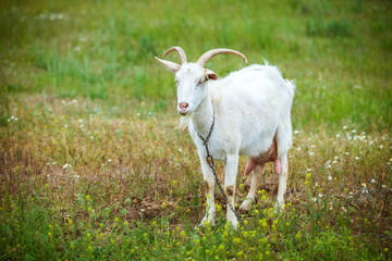 Obraz na płótnie Canvas white goat