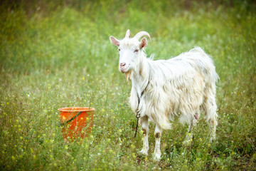 Obraz premium white goat