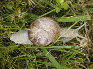 Caracol en Chamonix 